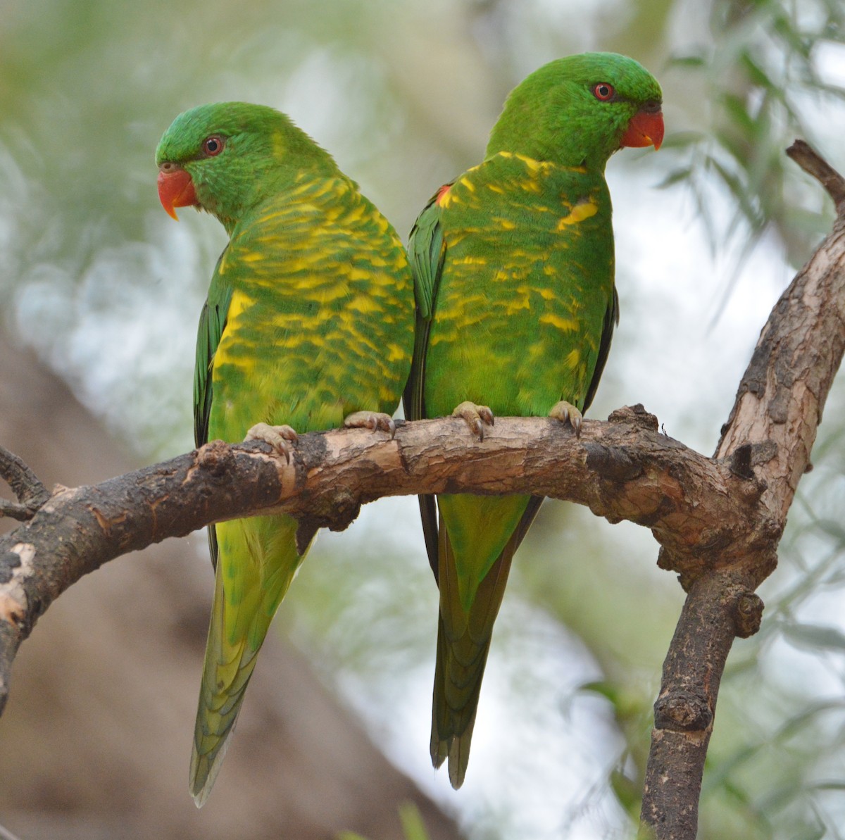 Scaly-breasted Lorikeet - ML85099141
