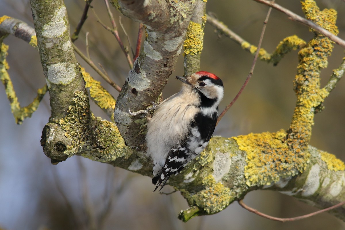 Lesser Spotted Woodpecker - Tatyana Korzhitskaya