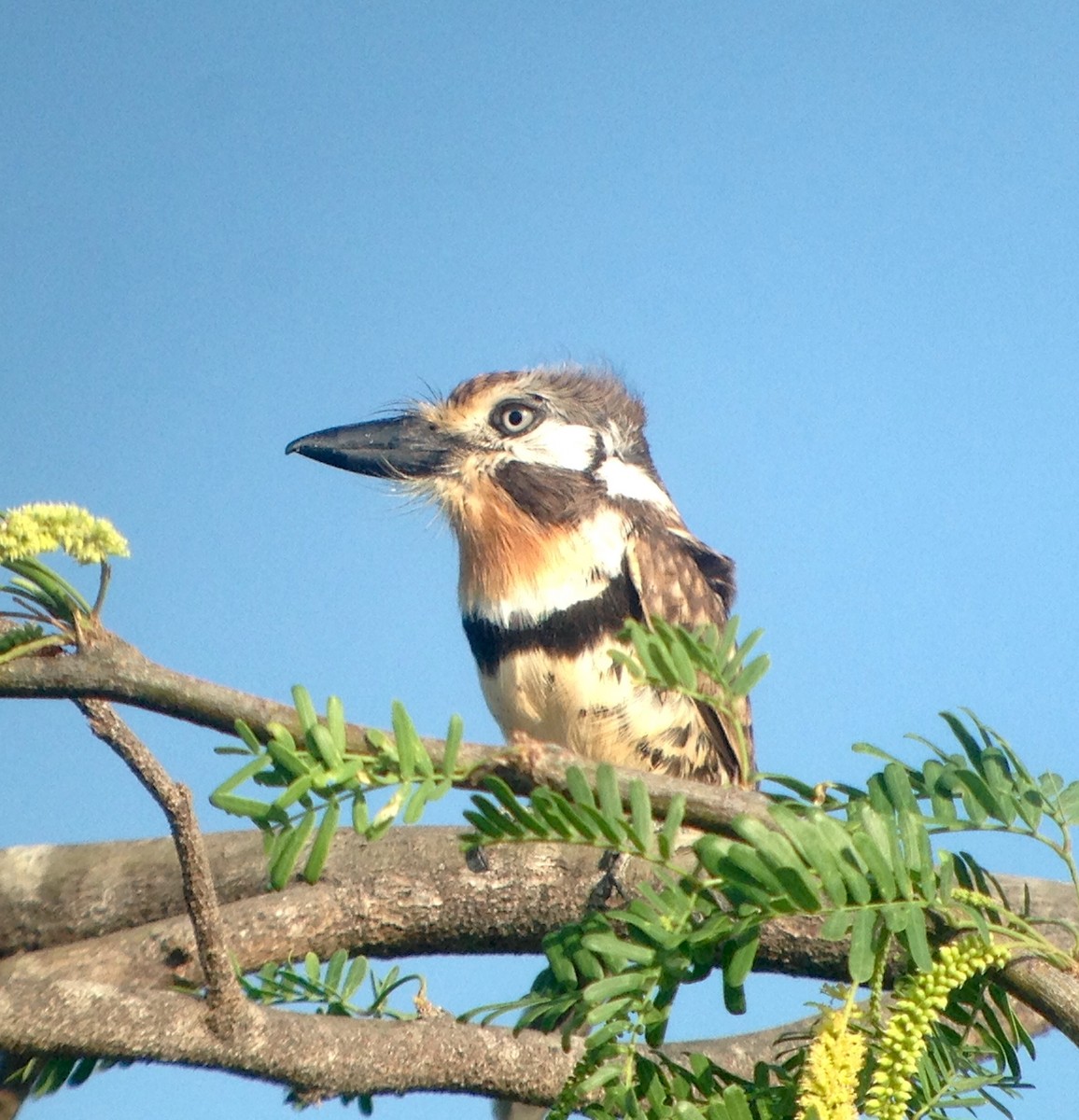 Russet-throated Puffbird - ML85100851