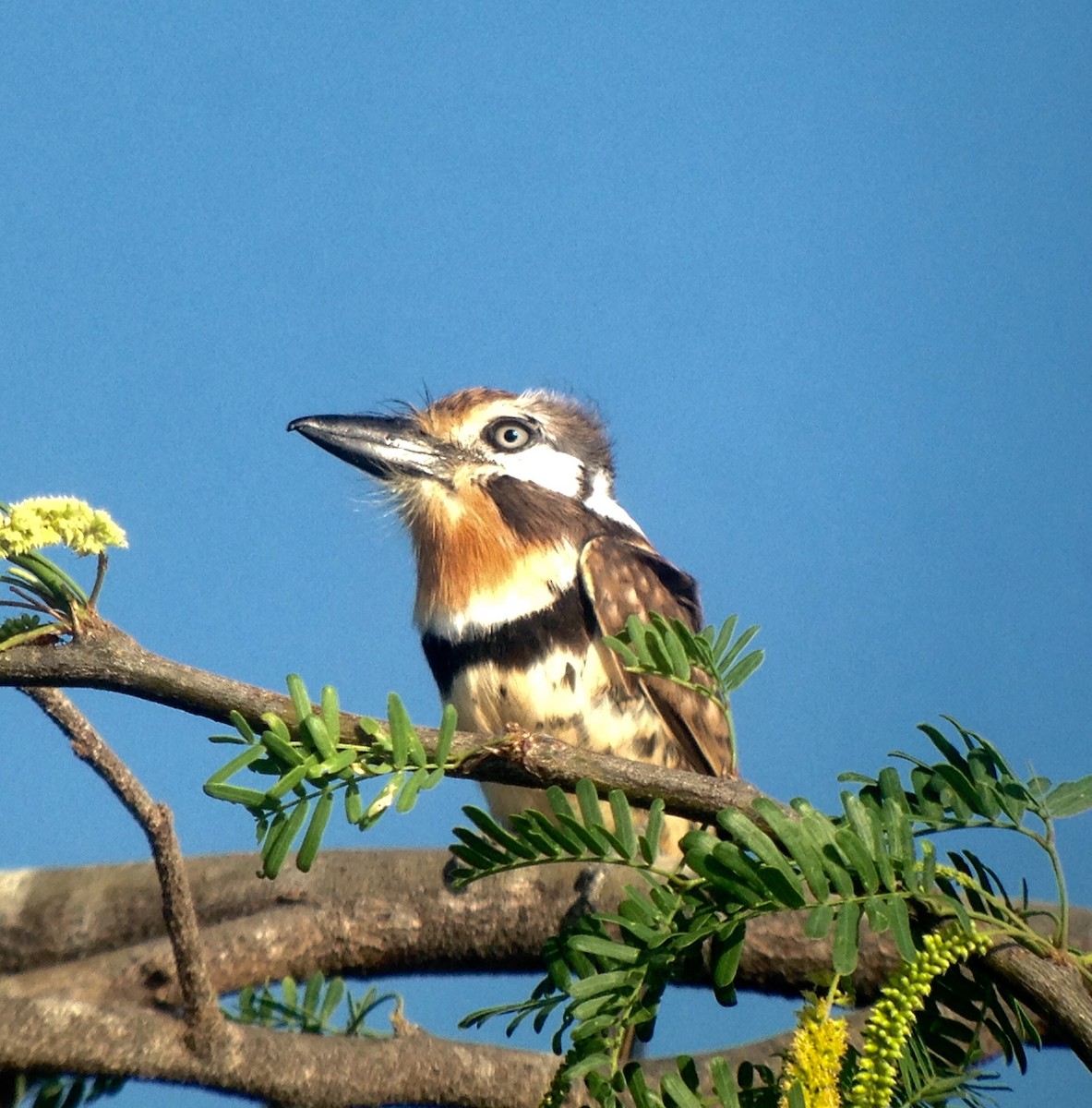 Russet-throated Puffbird - ML85100861