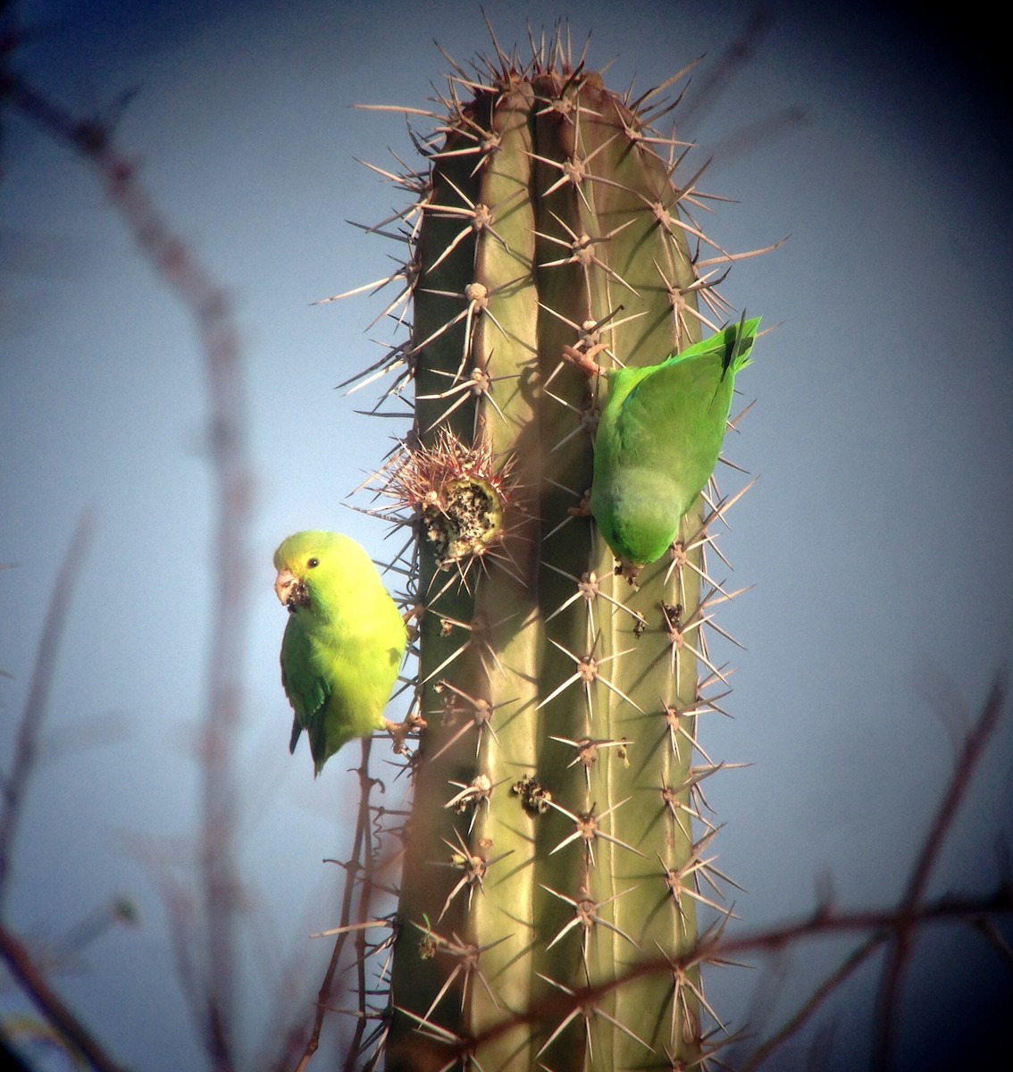 Green-rumped Parrotlet - ML85100951