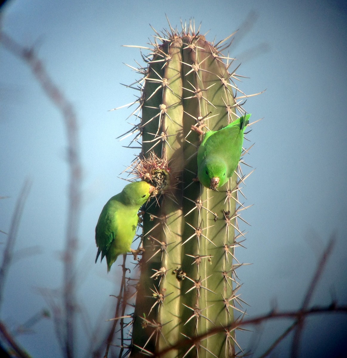 Green-rumped Parrotlet - ML85100961