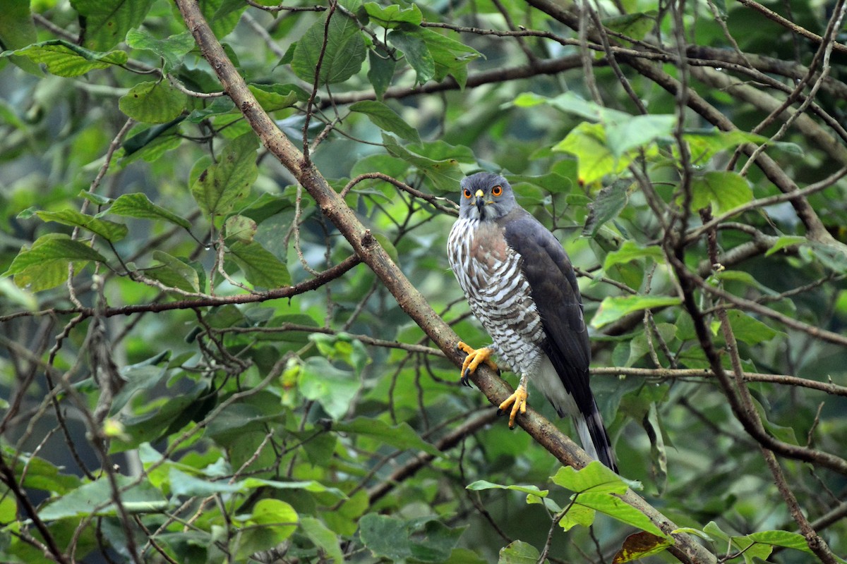 Crested Goshawk - Jhih-Wei (志偉) TSAI (蔡)