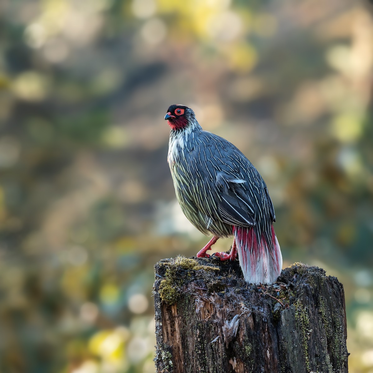 Blood Pheasant - Abhishek Das