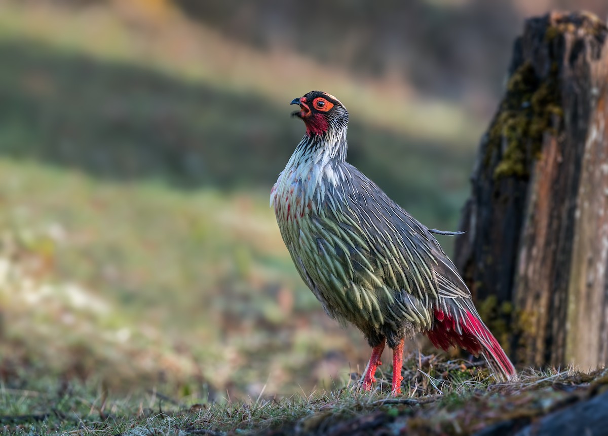 Blood Pheasant - ML85102531