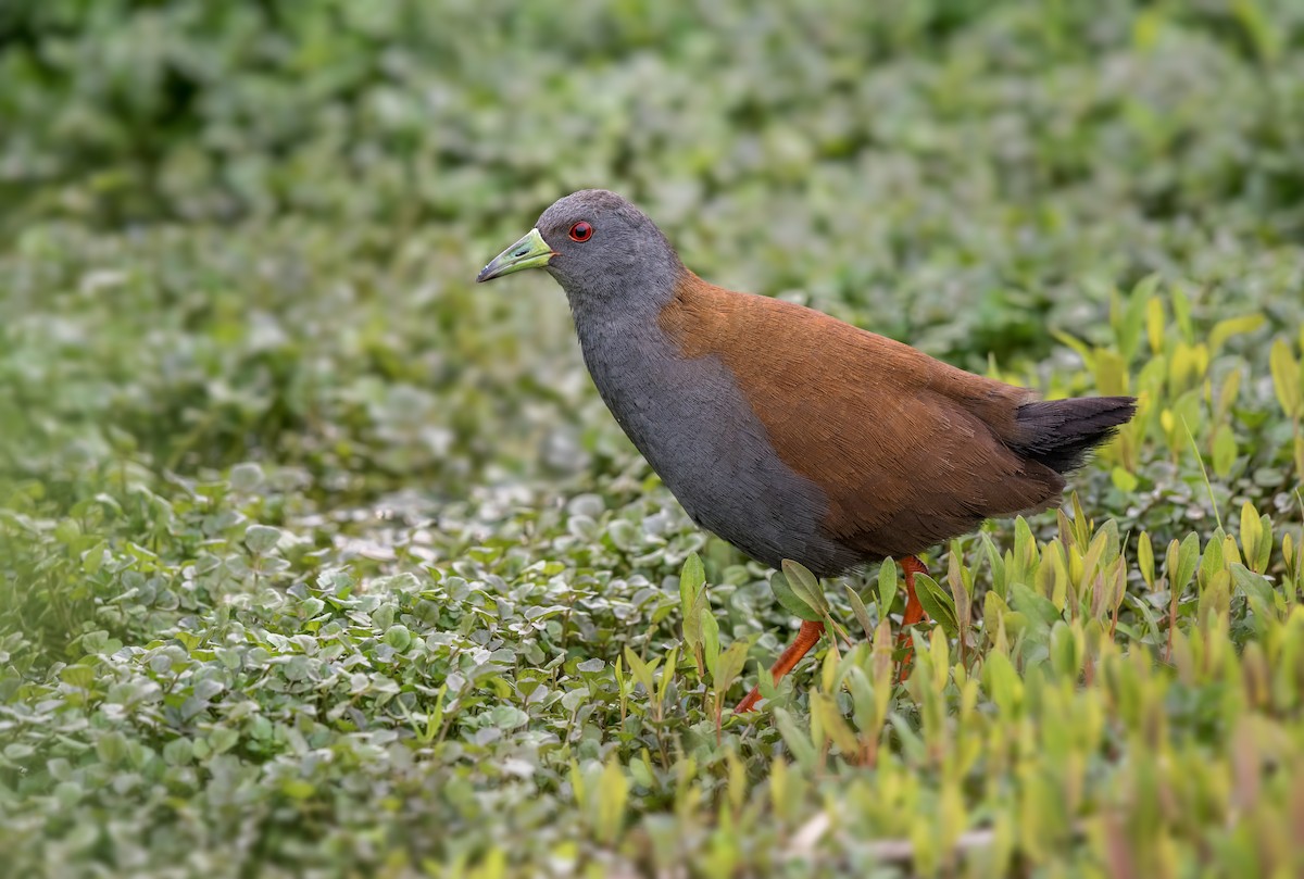 Black-tailed Crake - Abhishek Das
