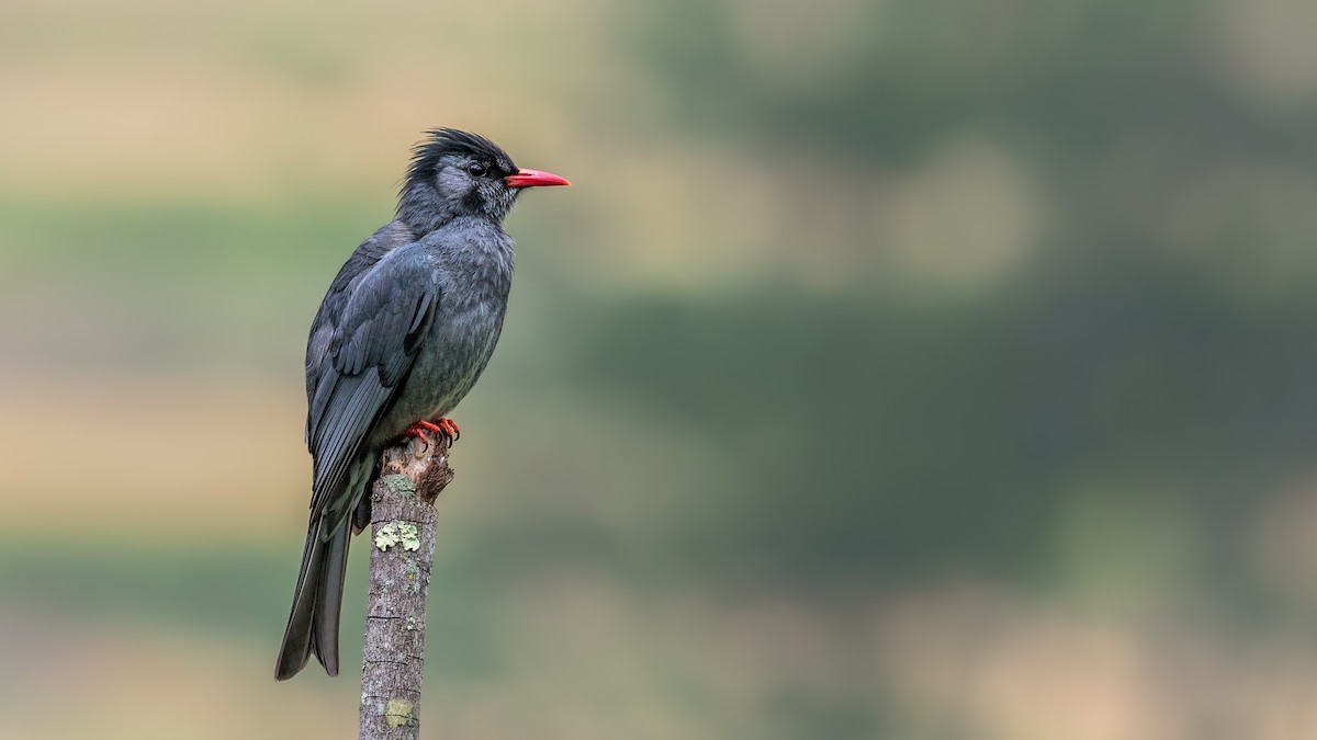 Black Bulbul - Abhishek Das