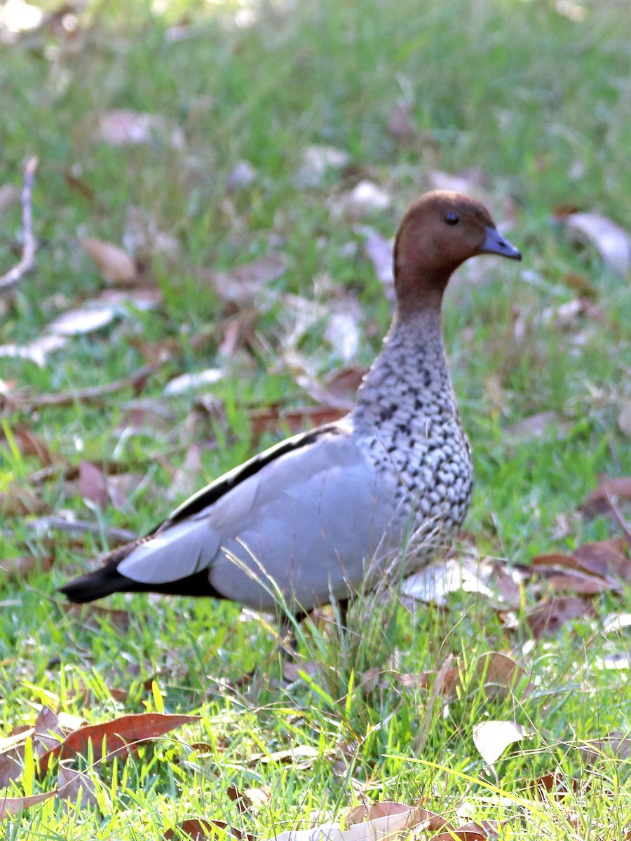 Maned Duck - ML85105901