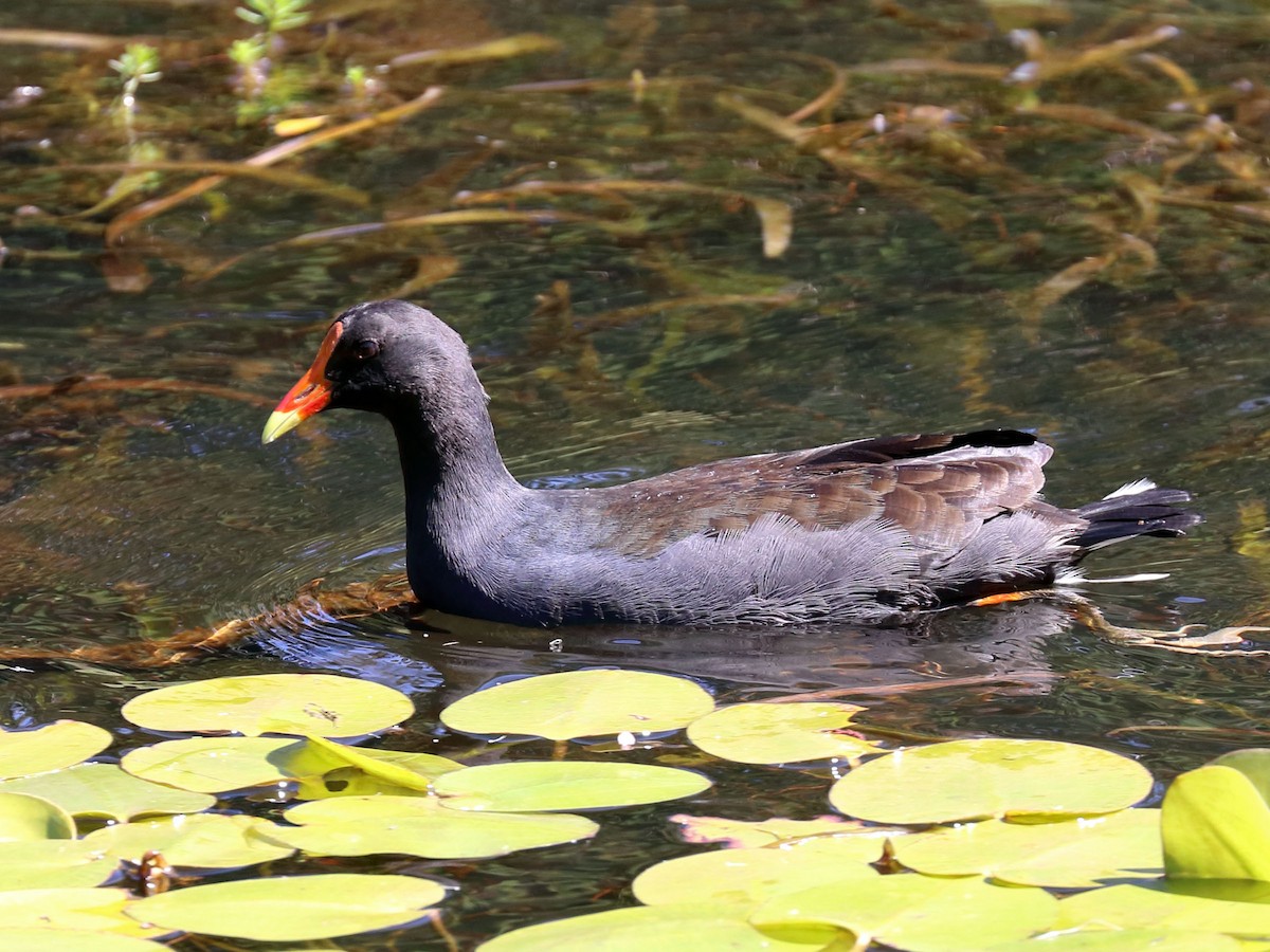 Dusky Moorhen - ML85106471