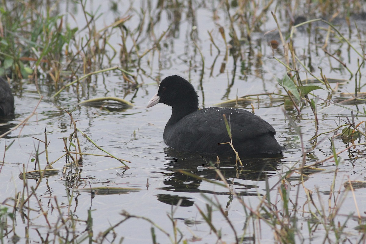 Eurasian Coot - Michael McCloy