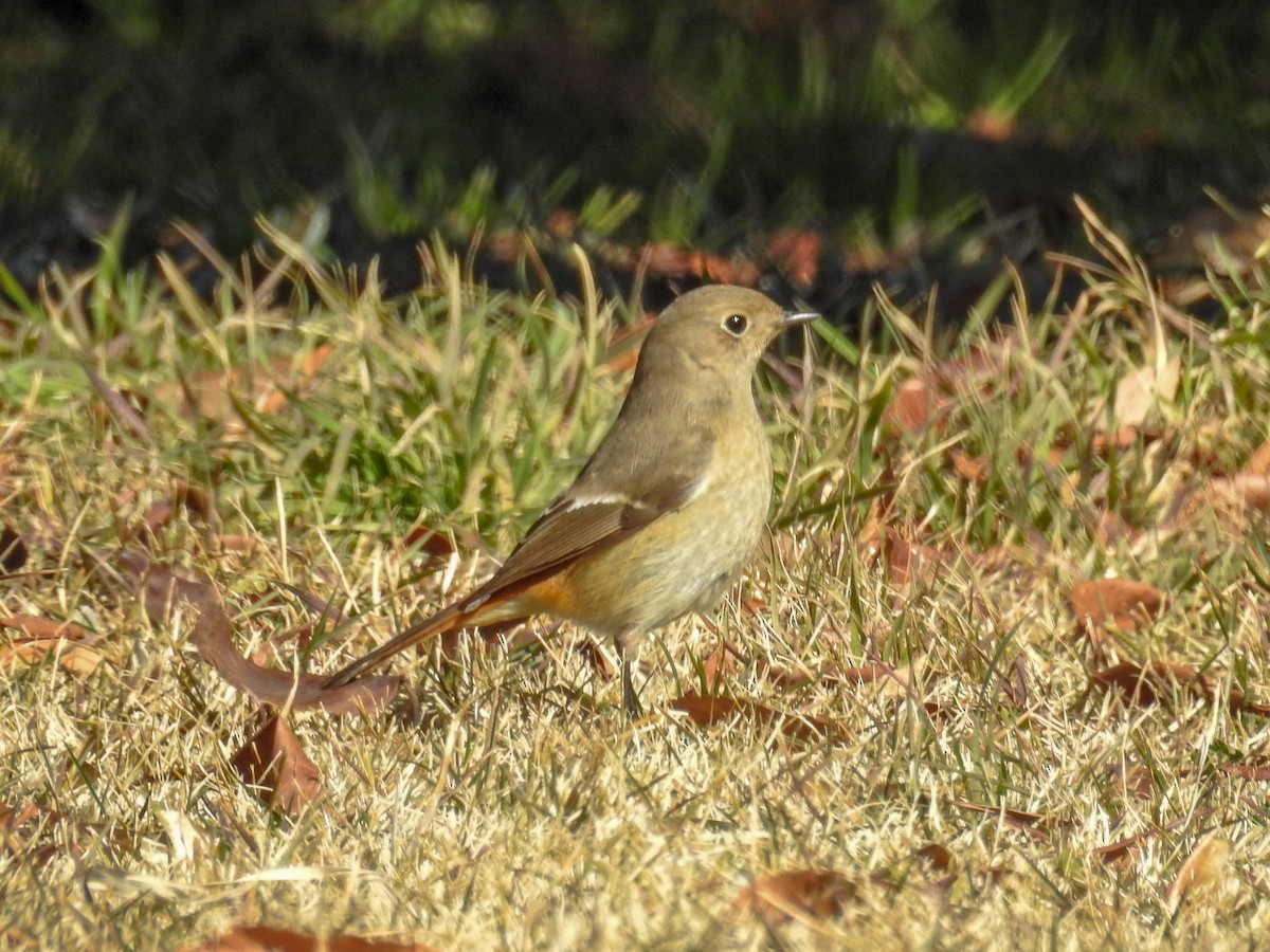 Daurian Redstart - ML85108721