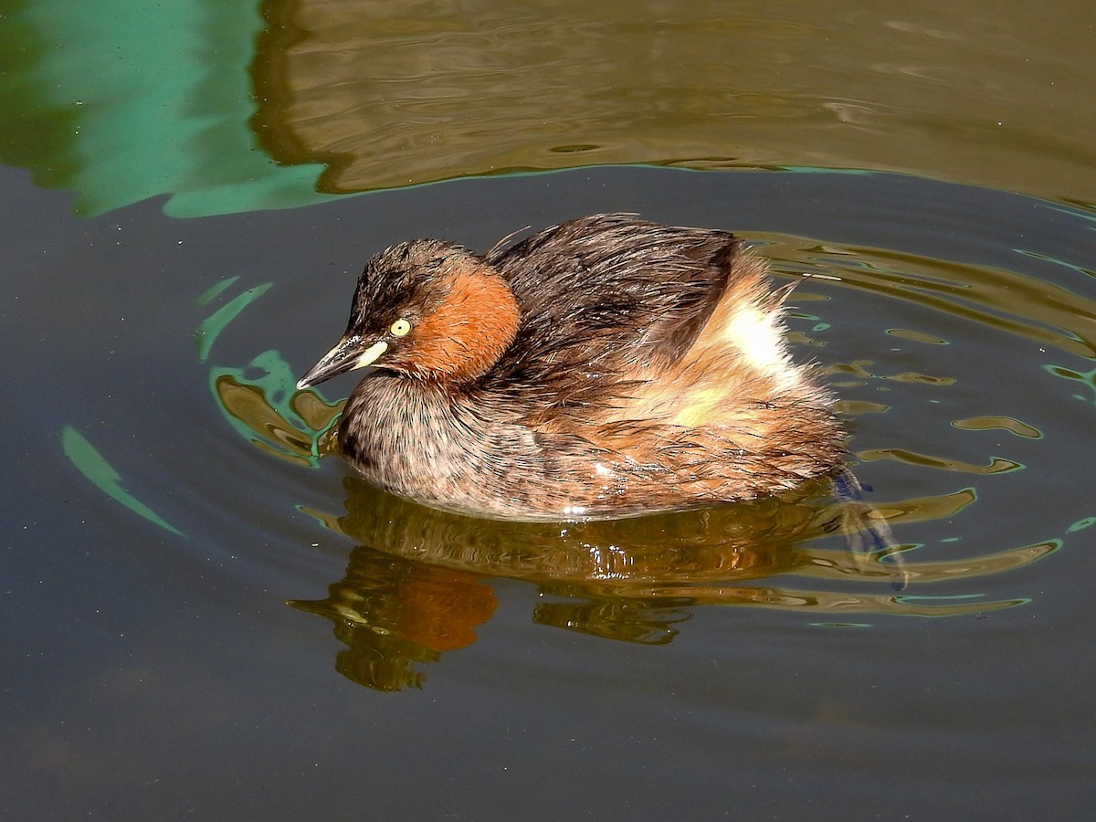 Little Grebe - ML85108991