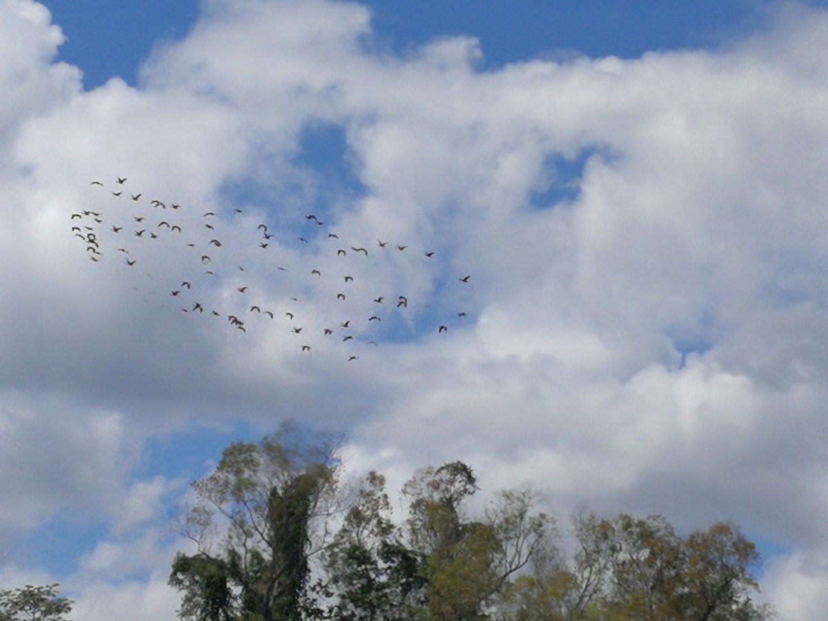 Black-bellied Whistling-Duck - ML85109241