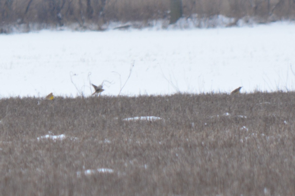 Western/Eastern Meadowlark - ML85109281