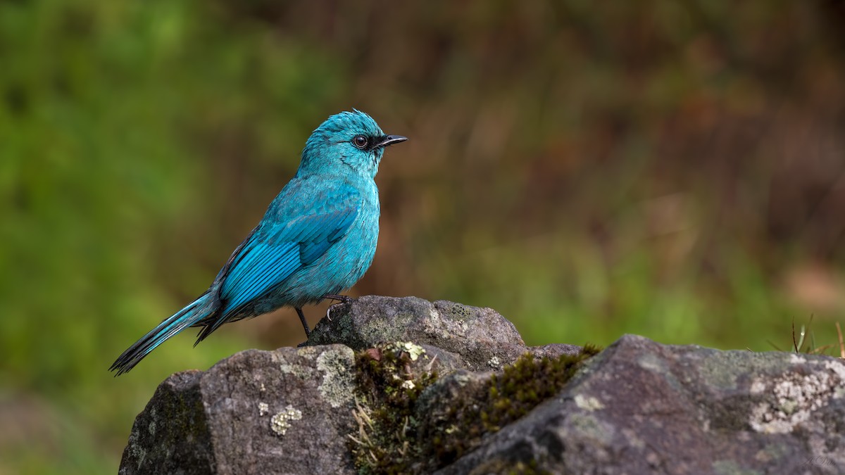 Verditer Flycatcher - Abhishek Das