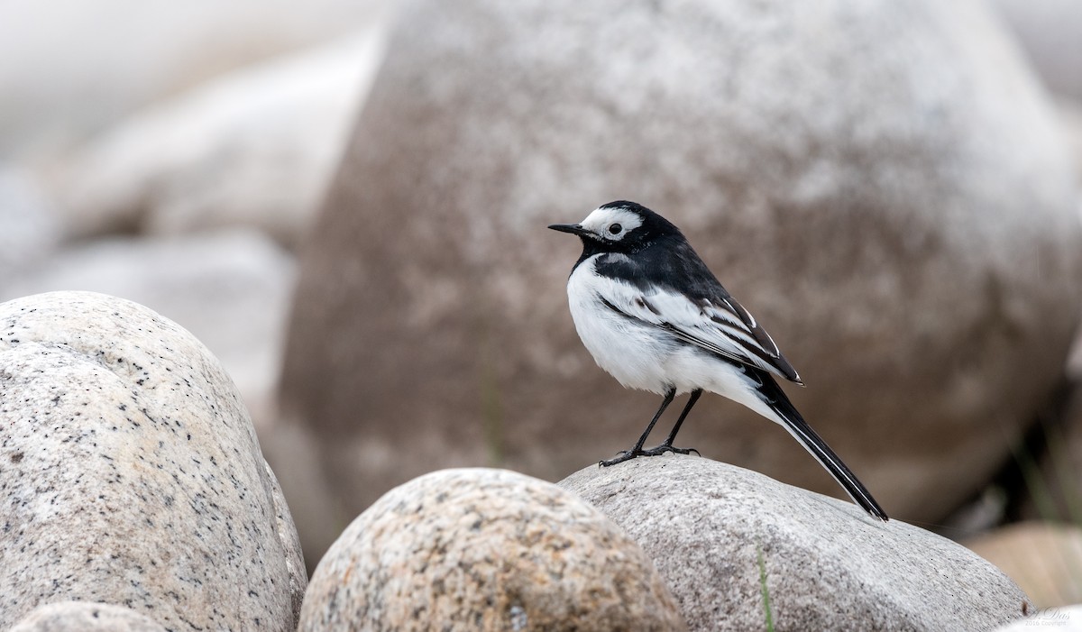 White Wagtail - ML85110801