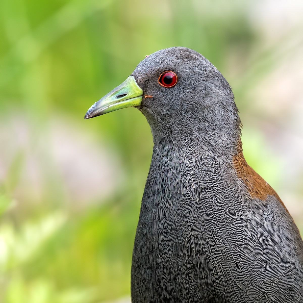 Black-tailed Crake - ML85110831