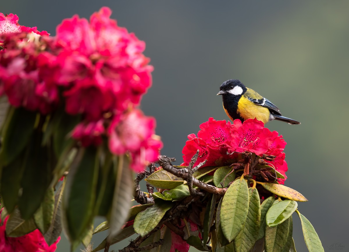 Green-backed Tit - ML85111171