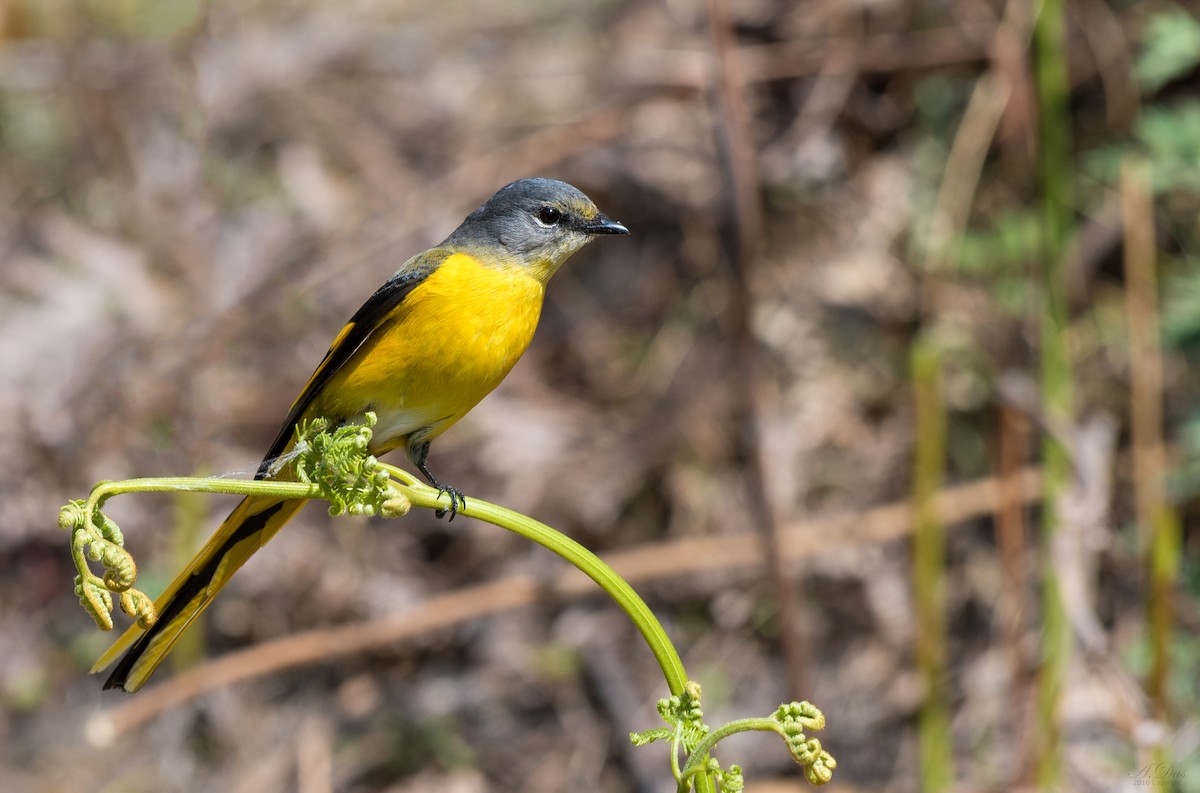 Long-tailed Minivet - ML85111311