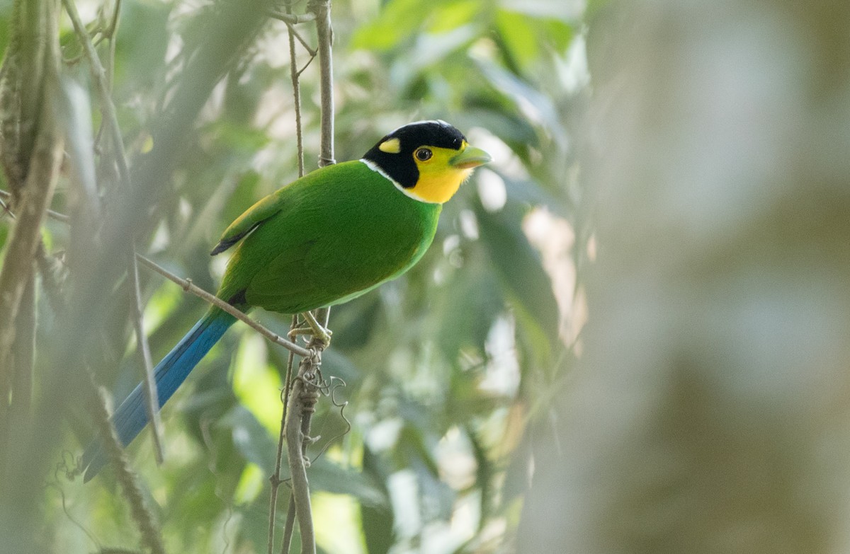 Long-tailed Broadbill - ML85112531