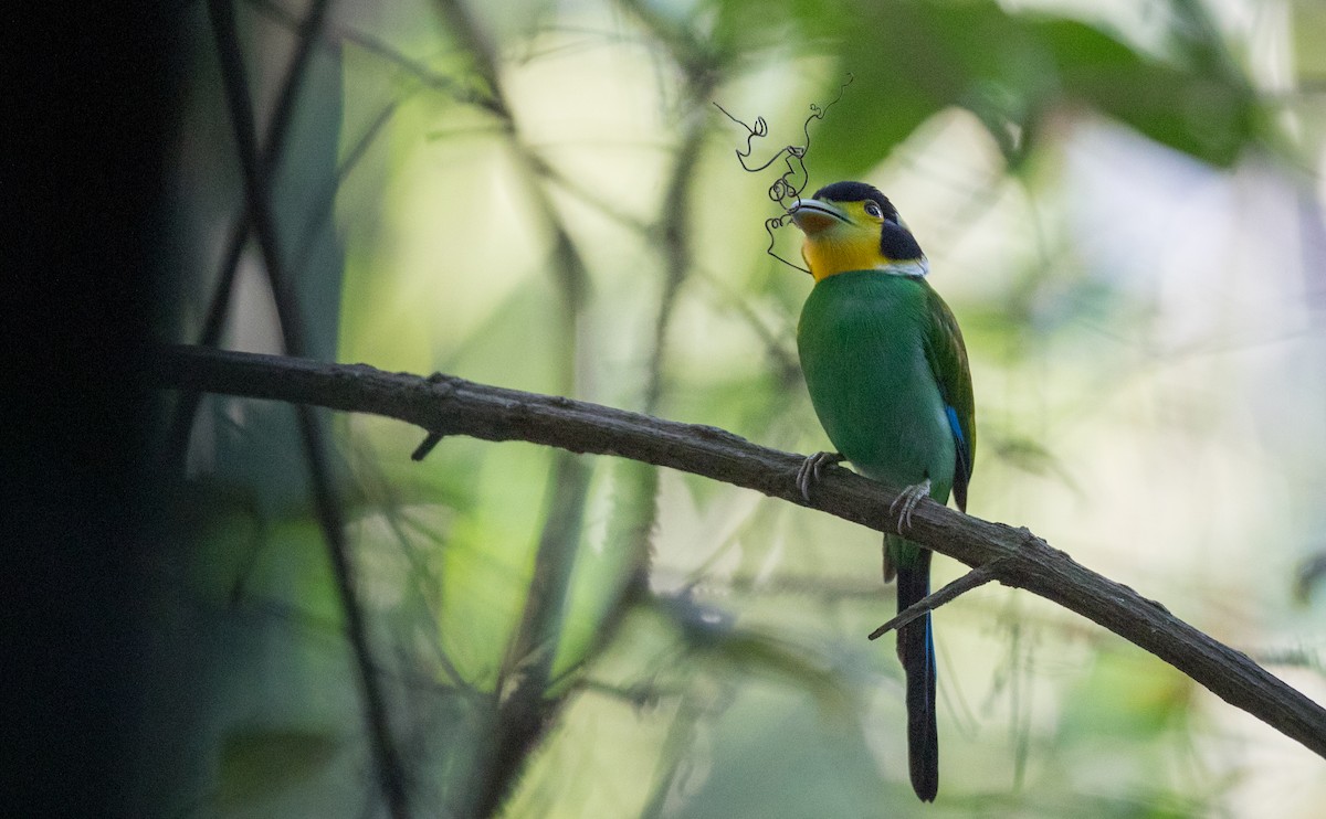 Long-tailed Broadbill - ML85112561