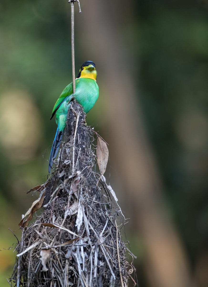 Long-tailed Broadbill - ML85112581