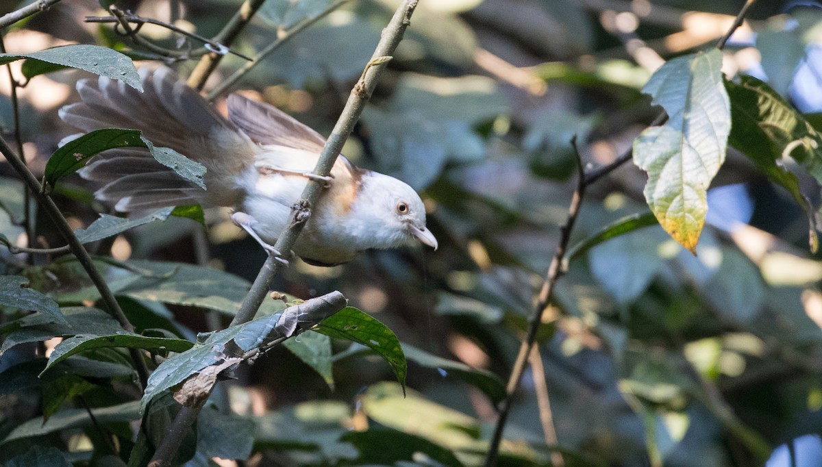 Collared Babbler - ML85112631