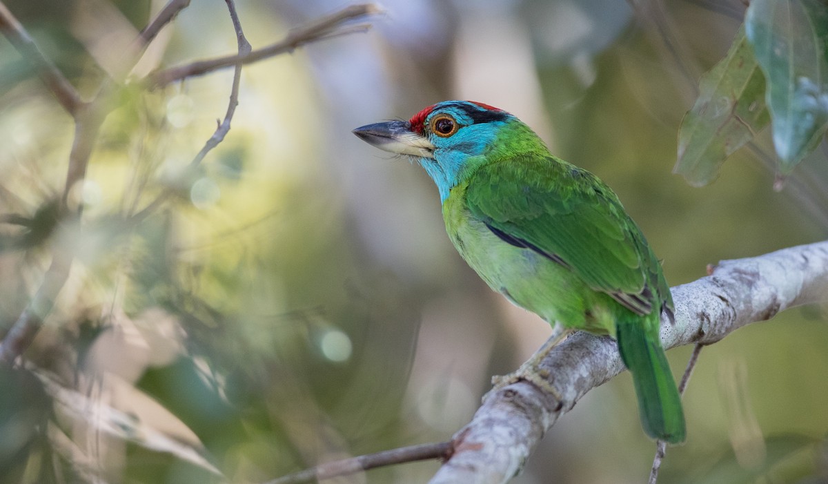 Blue-throated Barbet (Blue-crowned) - Ian Davies