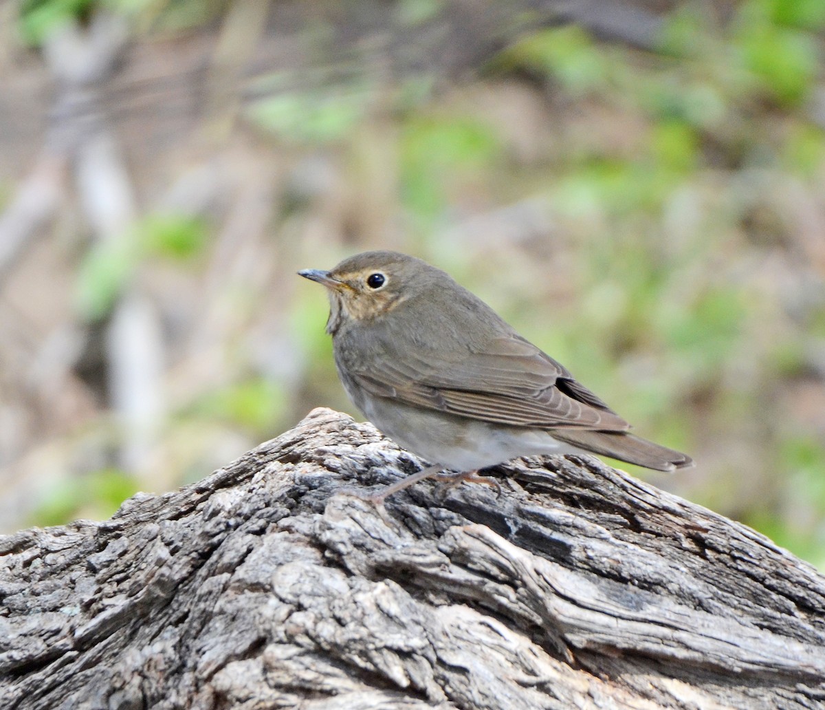 Swainson's Thrush (Olive-backed) - Steven Mlodinow