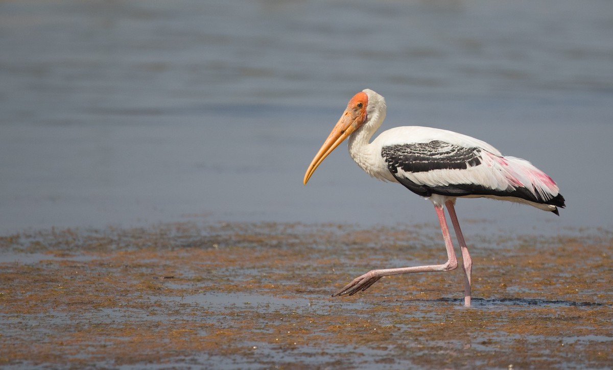 Painted Stork - Ian Davies