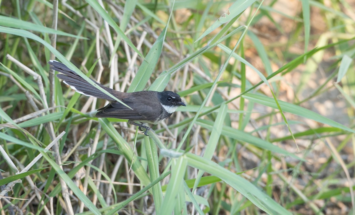 Malaysian Pied-Fantail - ML85114221