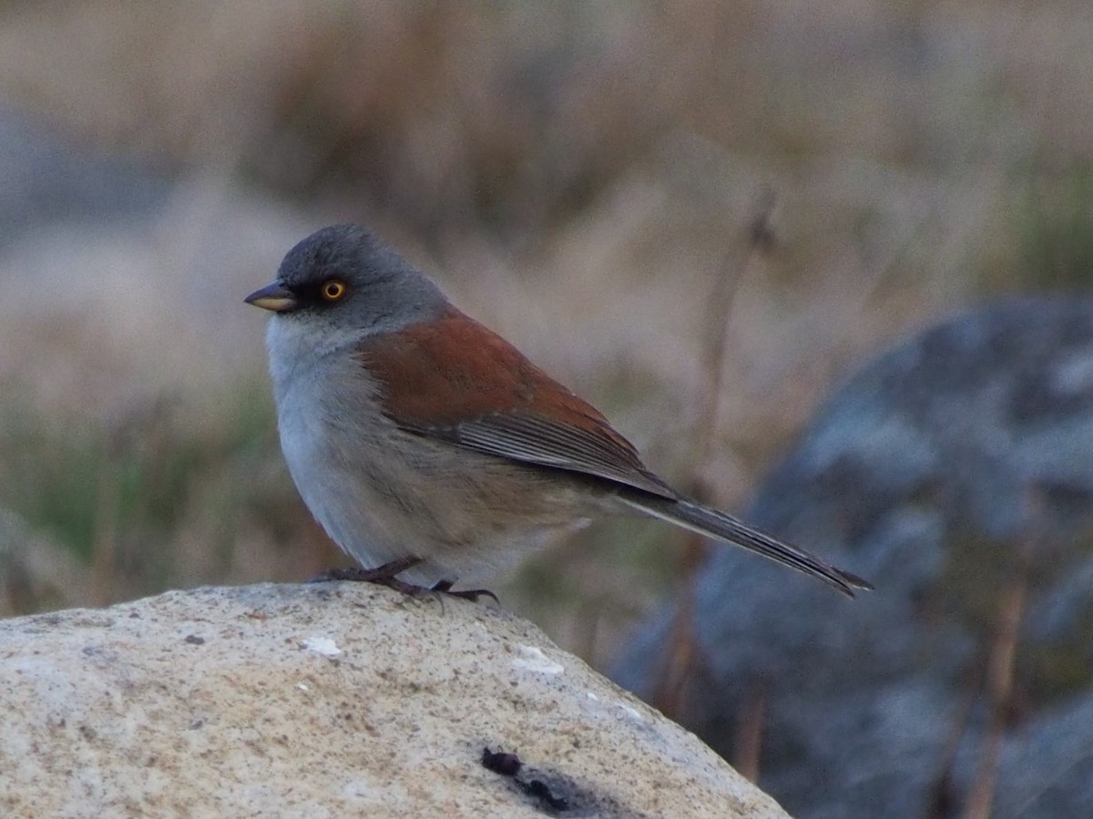 Junco aux yeux jaunes - ML85115471