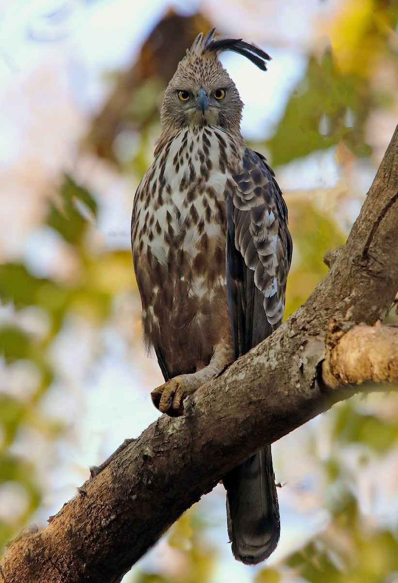 Indienhaubenadler (cirrhatus/ceylanensis) - ML85115481