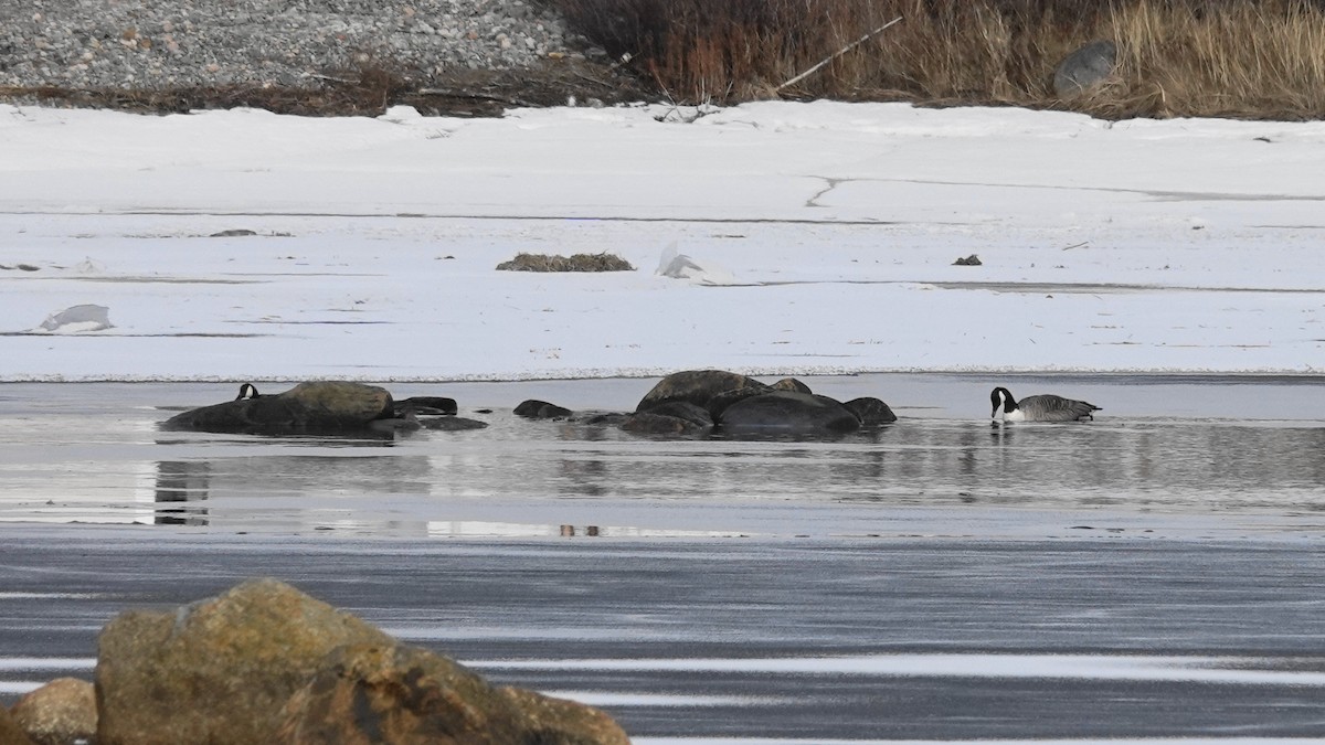 Canada Goose - ML85116231