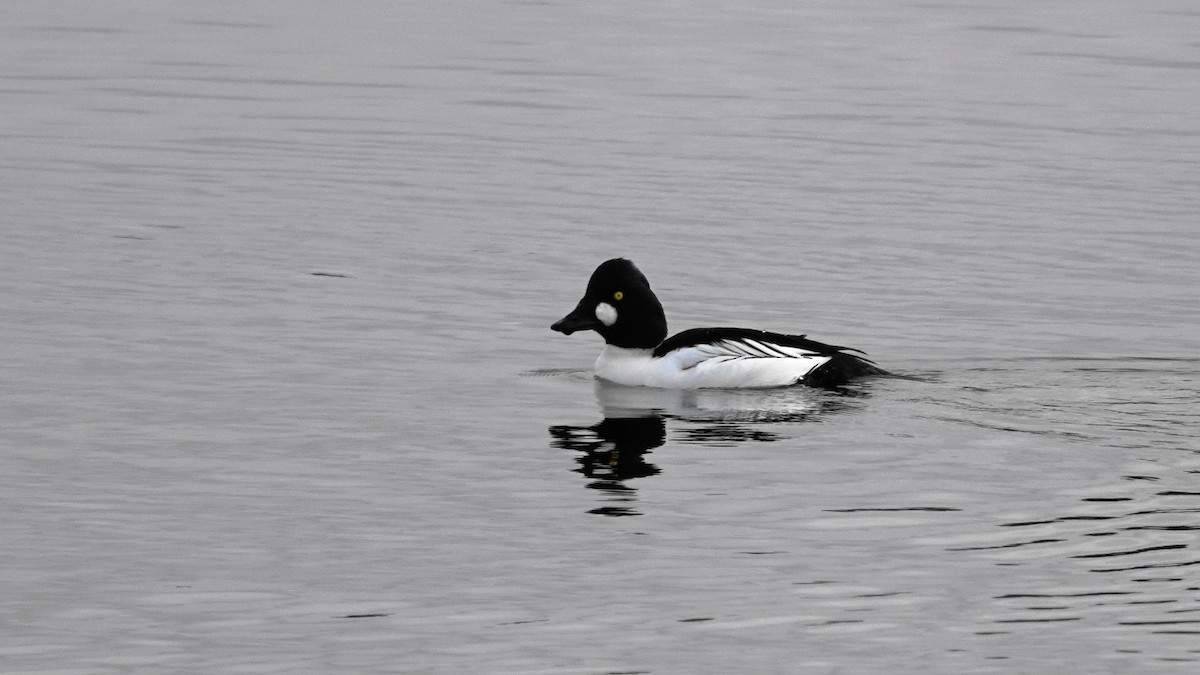 Common Goldeneye - ML85116291