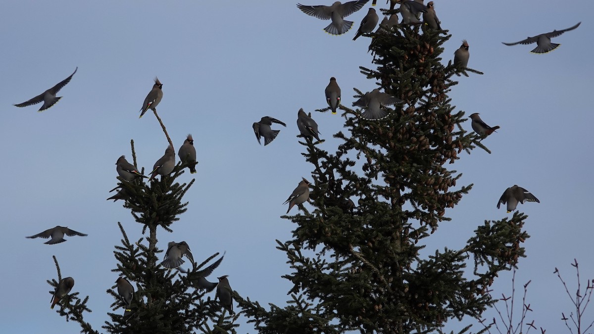 Bohemian Waxwing - ML85116581