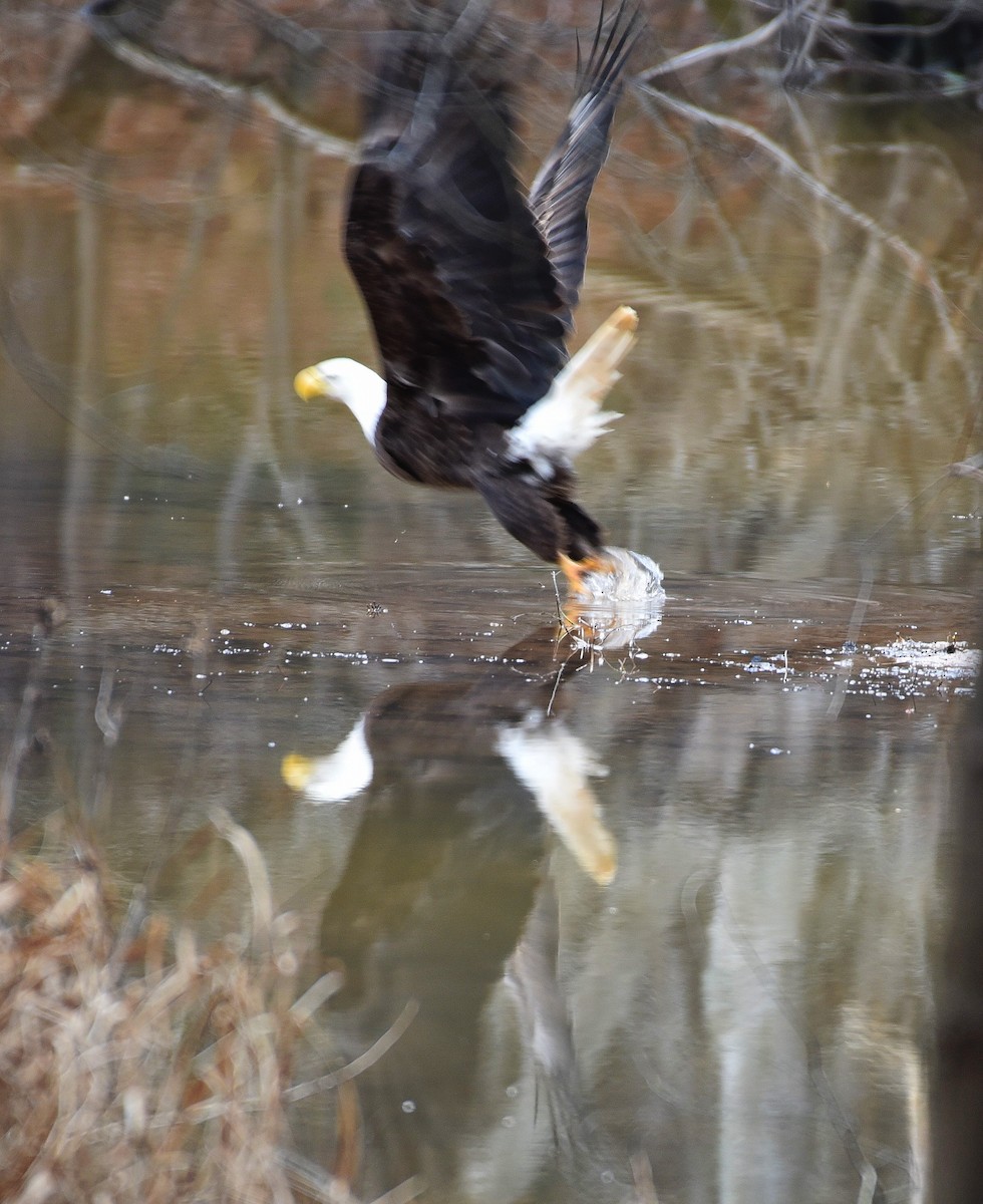 Bald Eagle - ML85116671