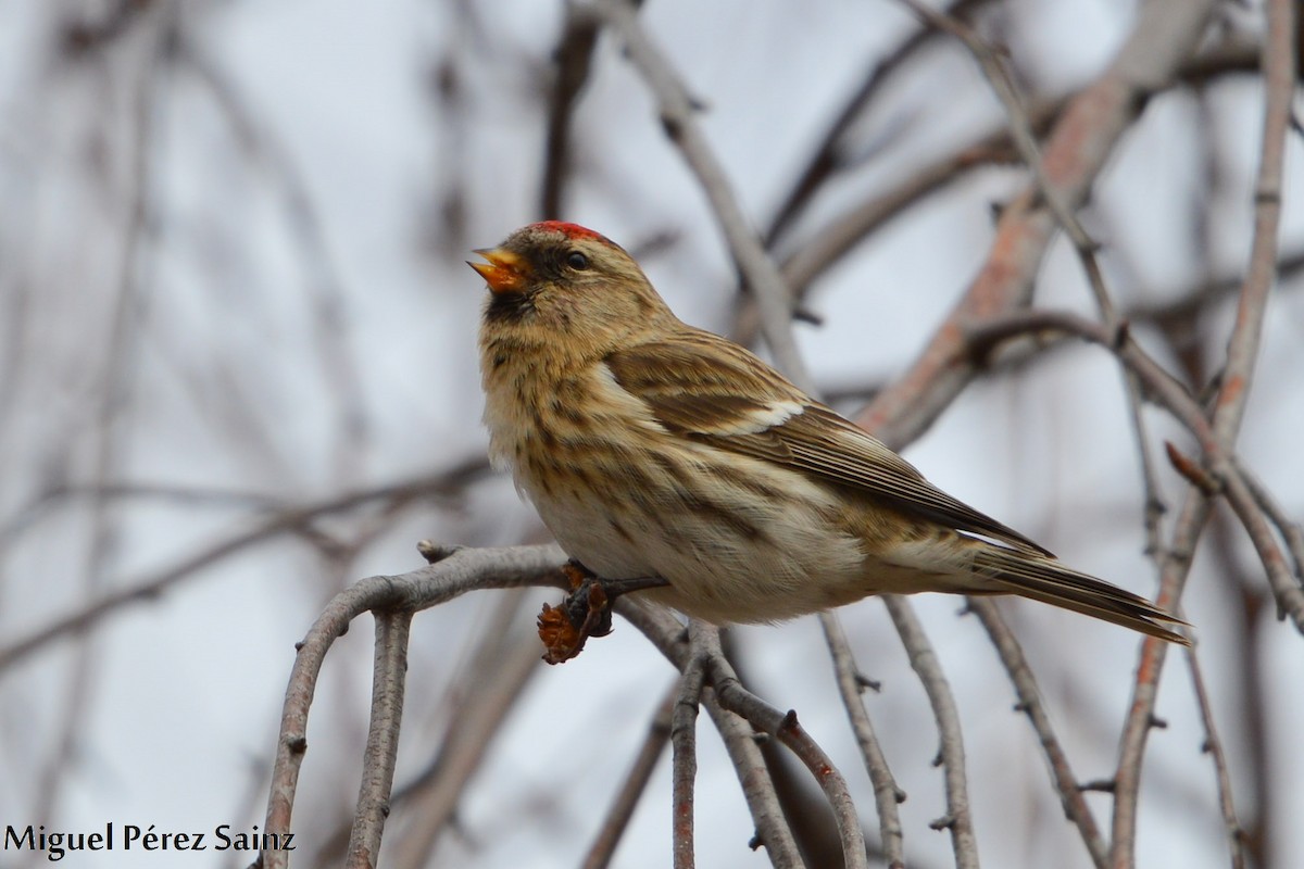 Lesser Redpoll - ML85117061