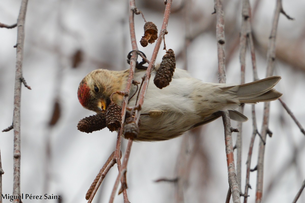 Lesser Redpoll - ML85117211