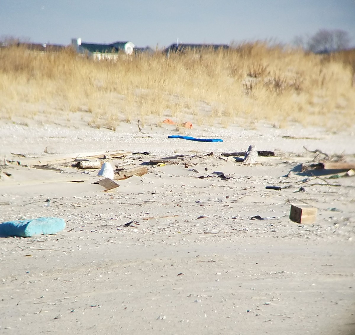 Snowy Owl - ML85117311