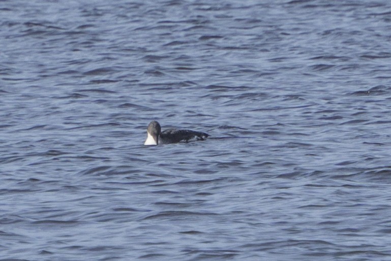 Arctic Loon - ML85117811