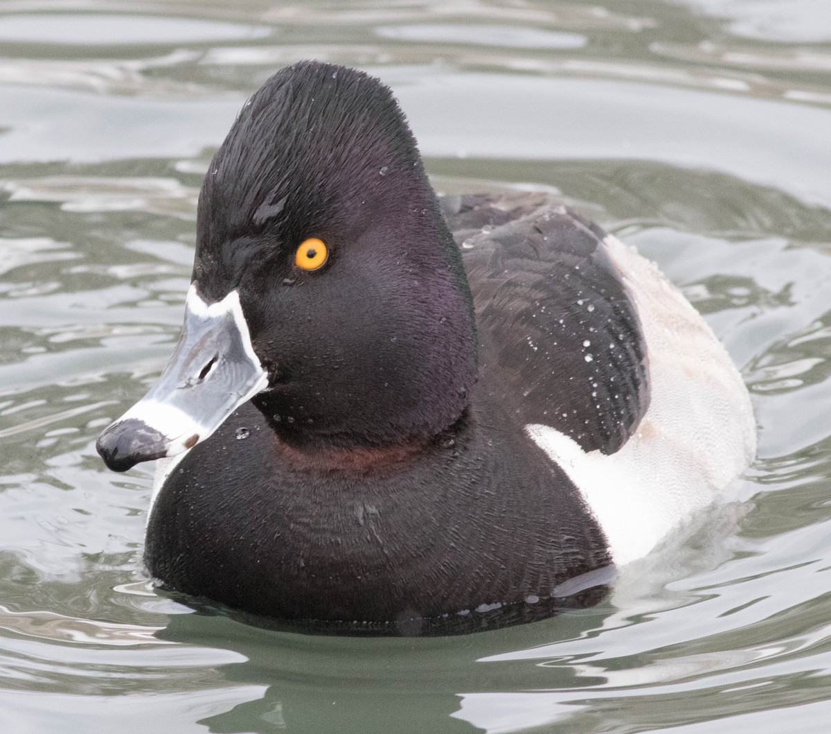 Ring-necked Duck - Glenn Berry