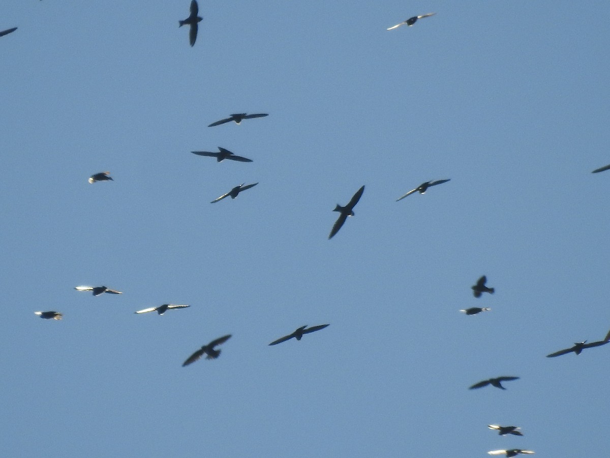 White-collared Swift - Heidi Pasch de Viteri