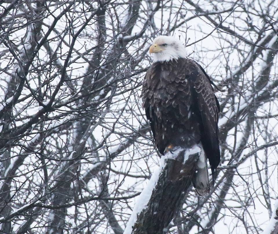 Bald Eagle - ML85120921