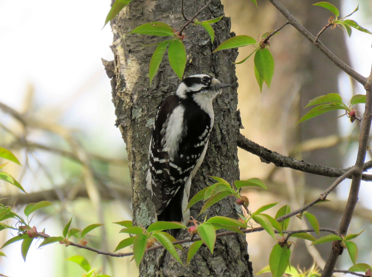 Downy Woodpecker - ML85122661