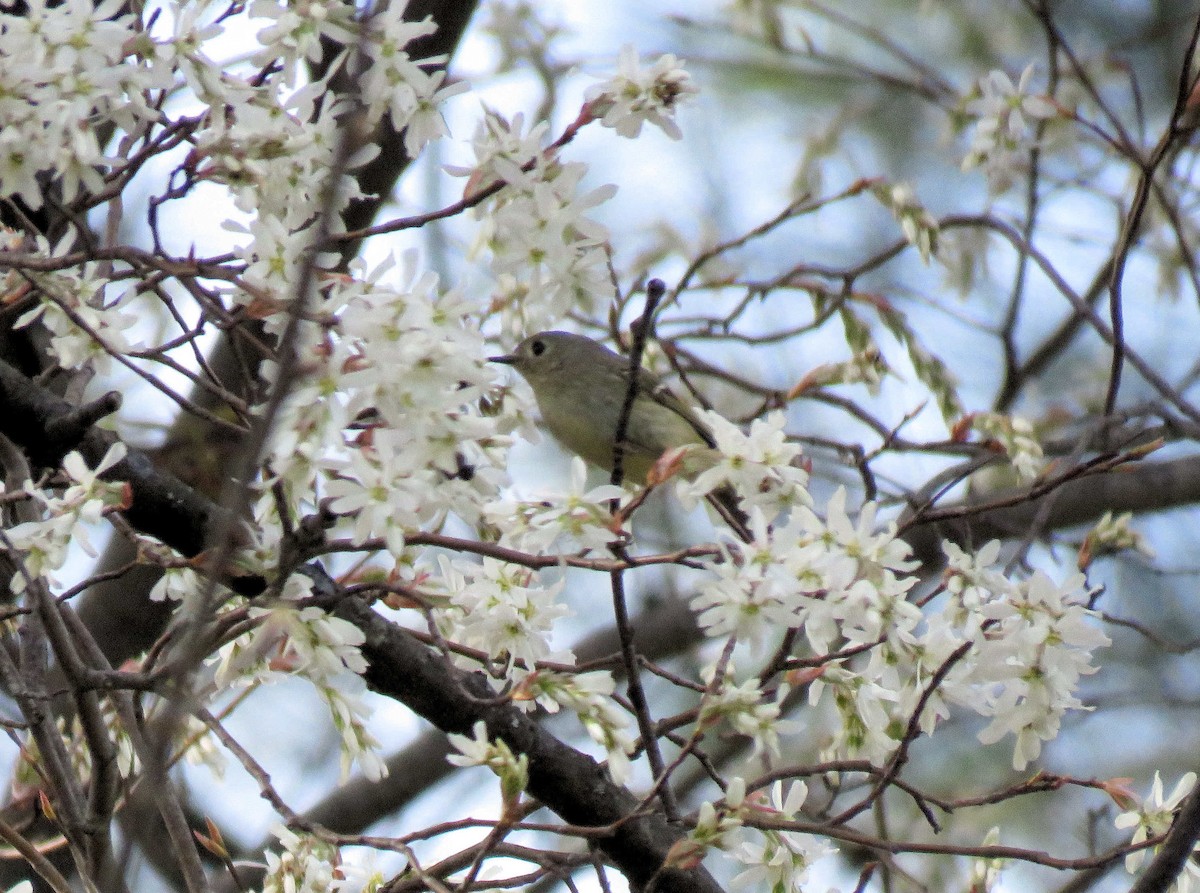 Ruby-crowned Kinglet - ML85122691