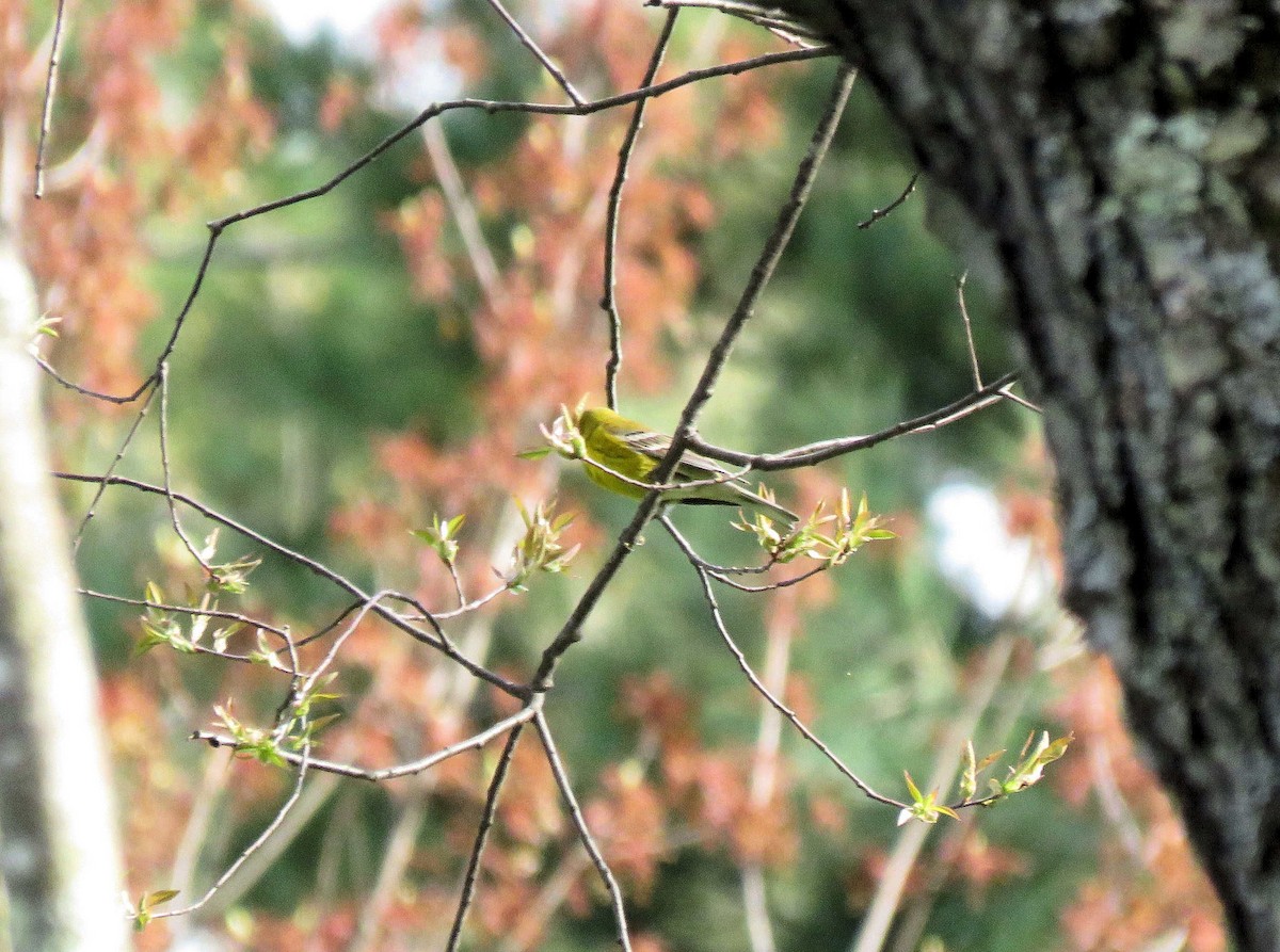 Pine Warbler - ML85122711