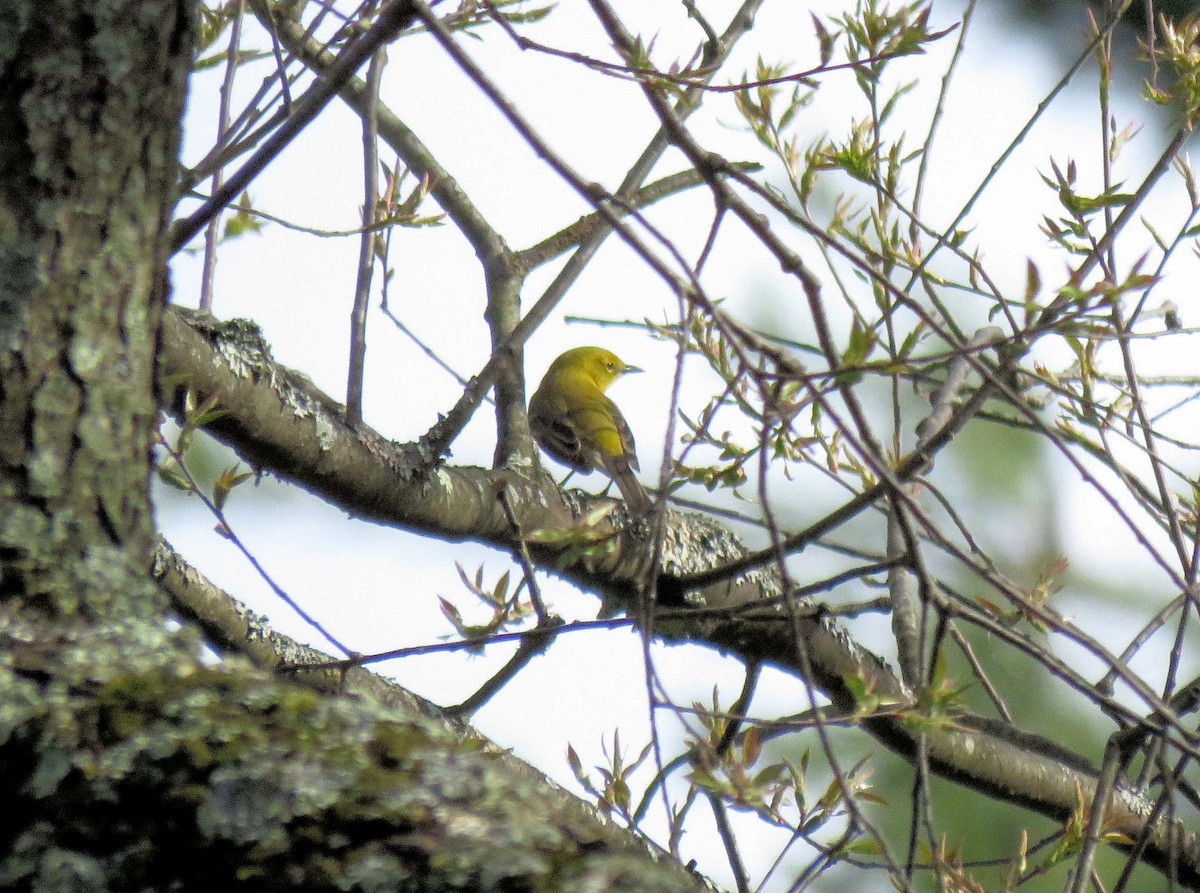 Pine Warbler - ML85122721