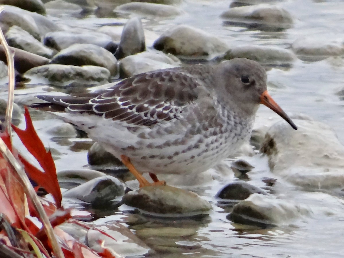 Purple Sandpiper - ML85122941