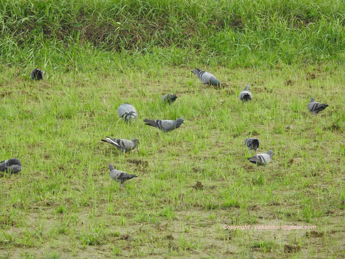 Rock Pigeon (Feral Pigeon) - ML85122951